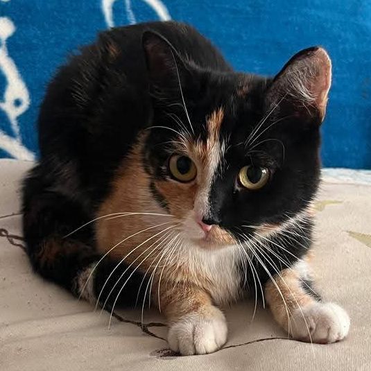 Pomagamy w adopcjach zwierząt